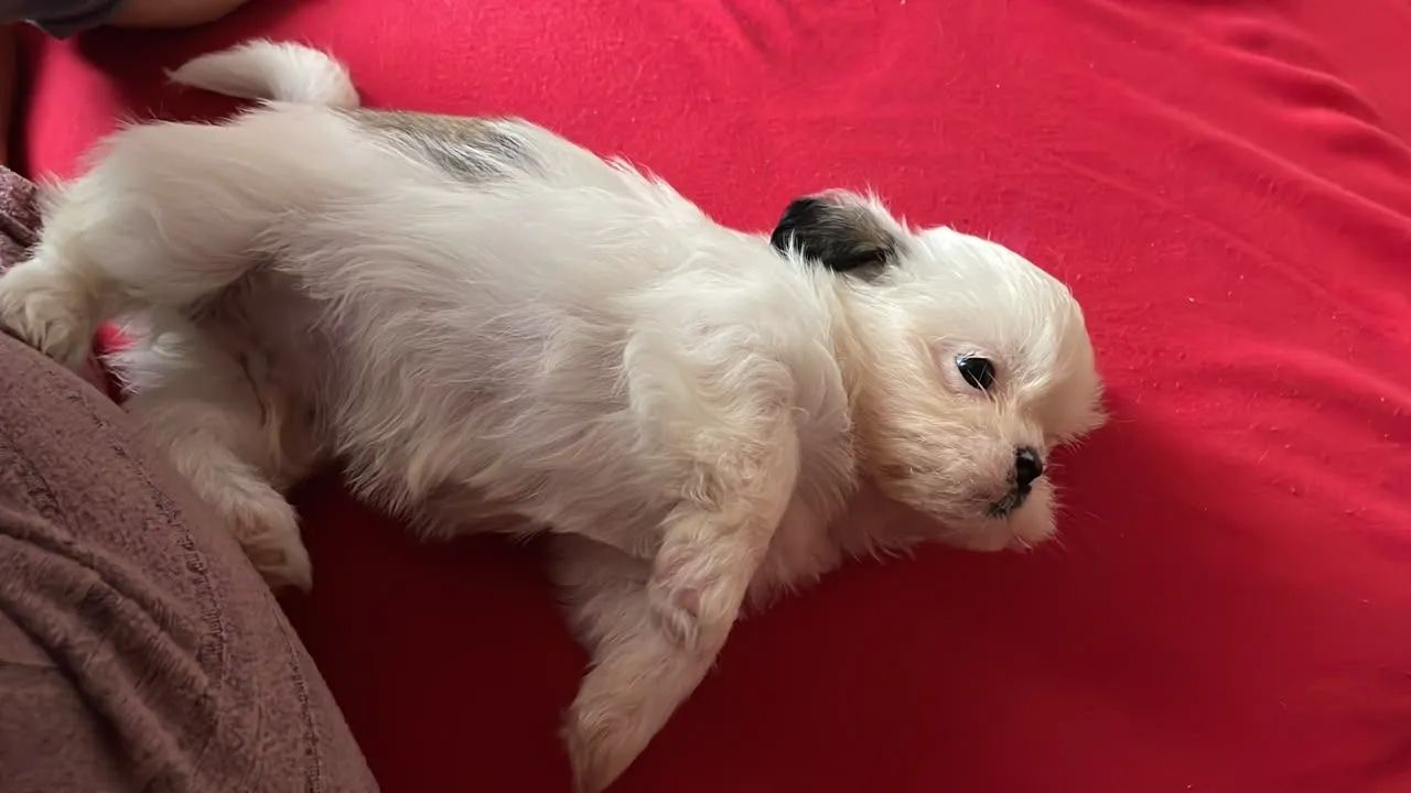 Vendo filhote de shit Tzu  - Foto 5