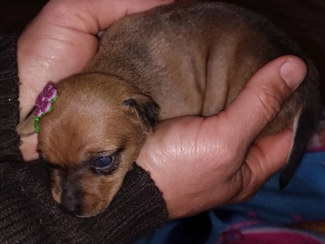 Filhotes de pinscher  - Foto 2