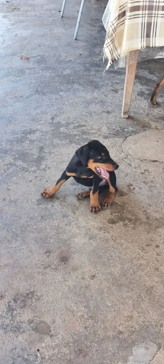Filhotes de dobermann  - Foto 2