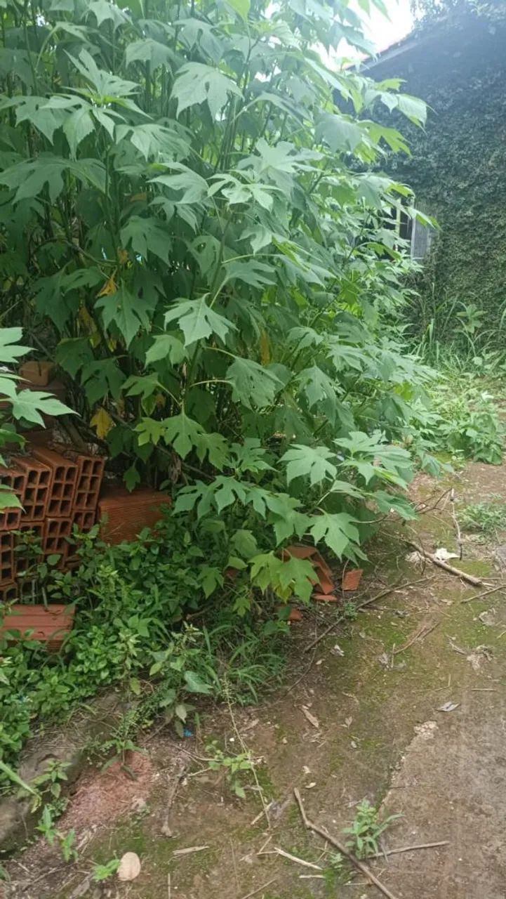 Terreno em Monlevade Nova Esperança  - Foto 3