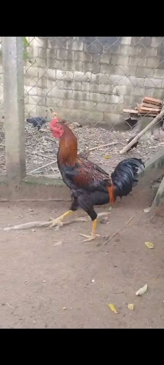 Galo - Foto 2