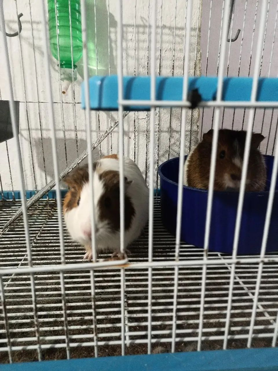 Vendo 2 Porquinhos da Índia  - Foto 2