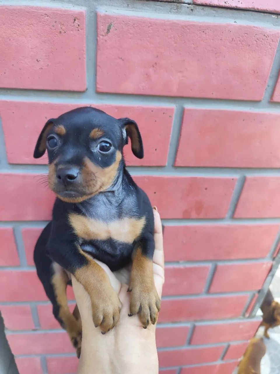Filhotes de Pincher 