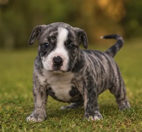 American bully  - Foto 2