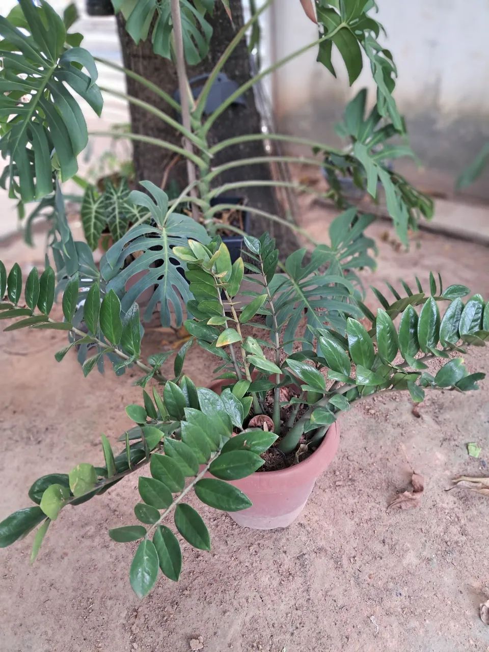 Planta  - Foto 3