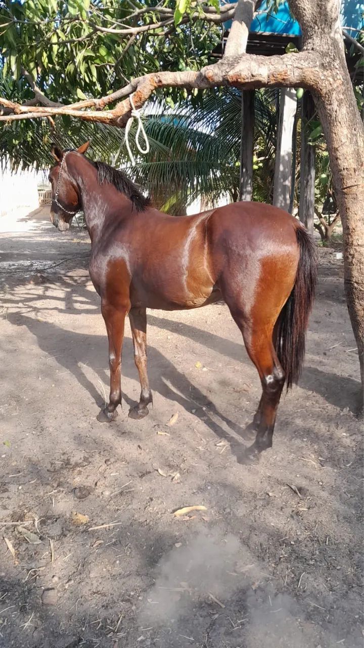 Vende-se Potra Mestiça  - Foto 4
