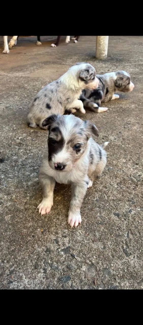 Border collie 