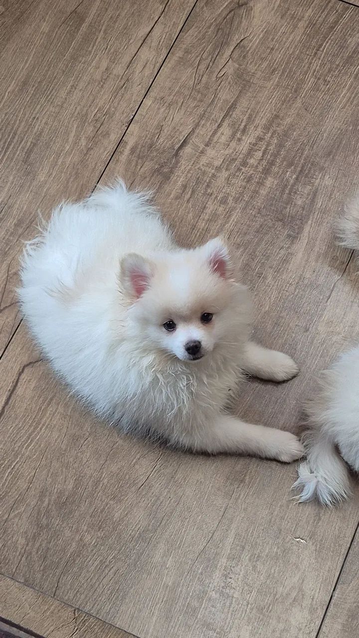 Spitz alemão MACHO pronta entrega  - Foto 2
