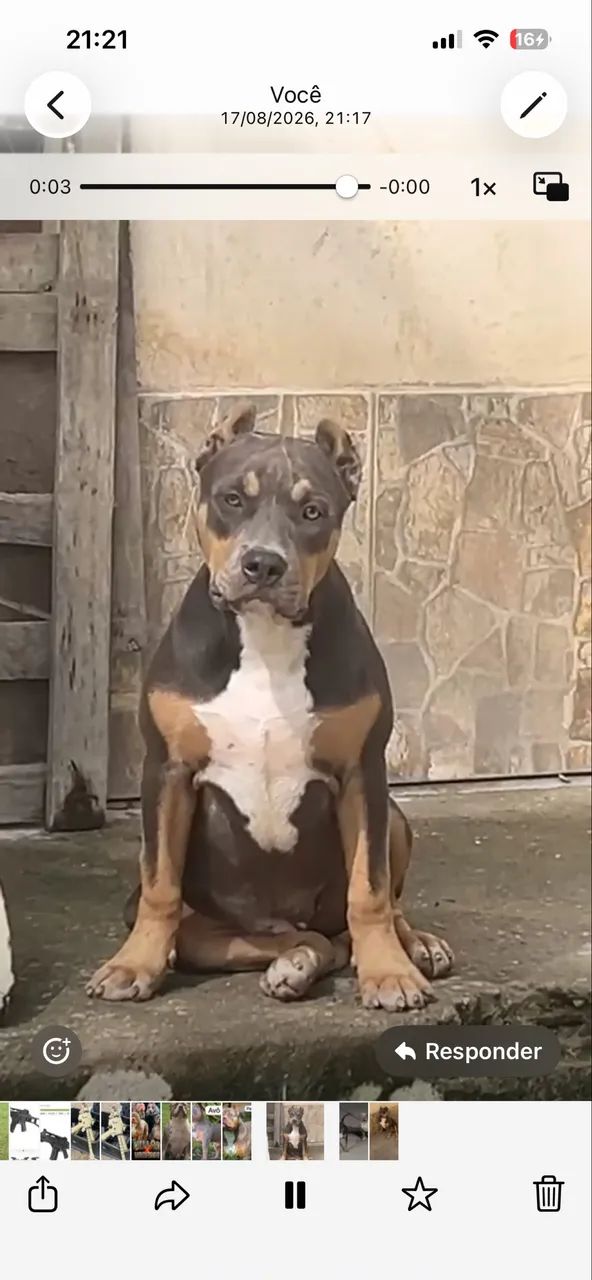 Pit monster macho 
