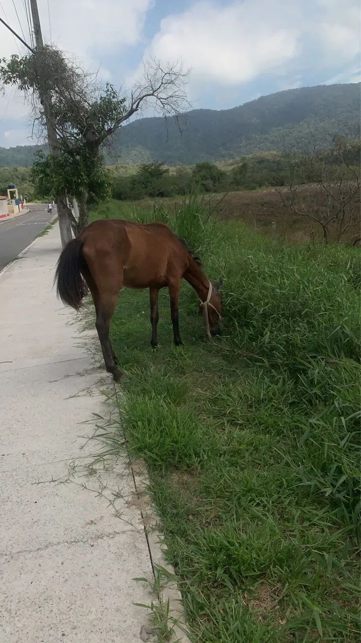 Potra Marcha picada - Foto 2
