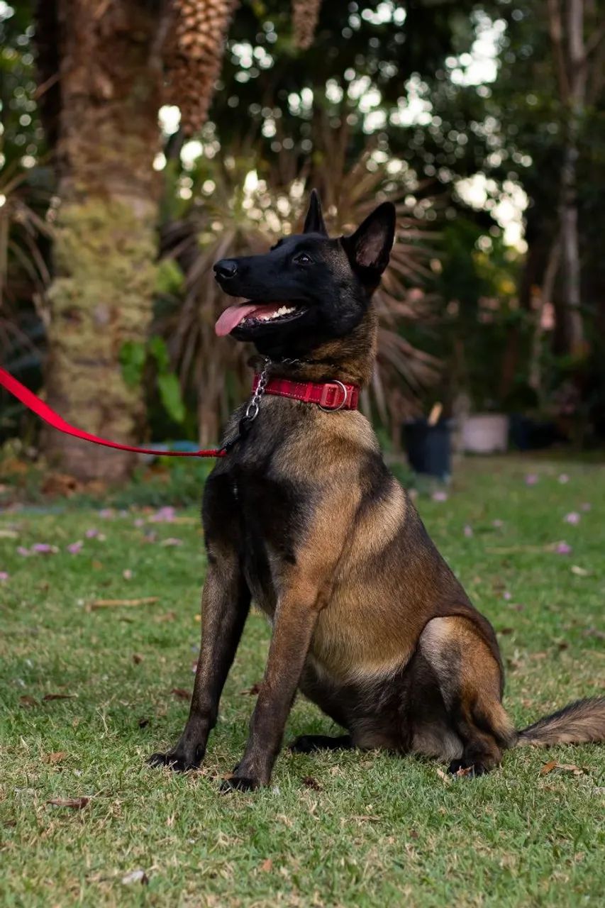 Filhotes de Pastor Belga Malinois à venda - Disponíveis para lares responsáveis - Foto 5