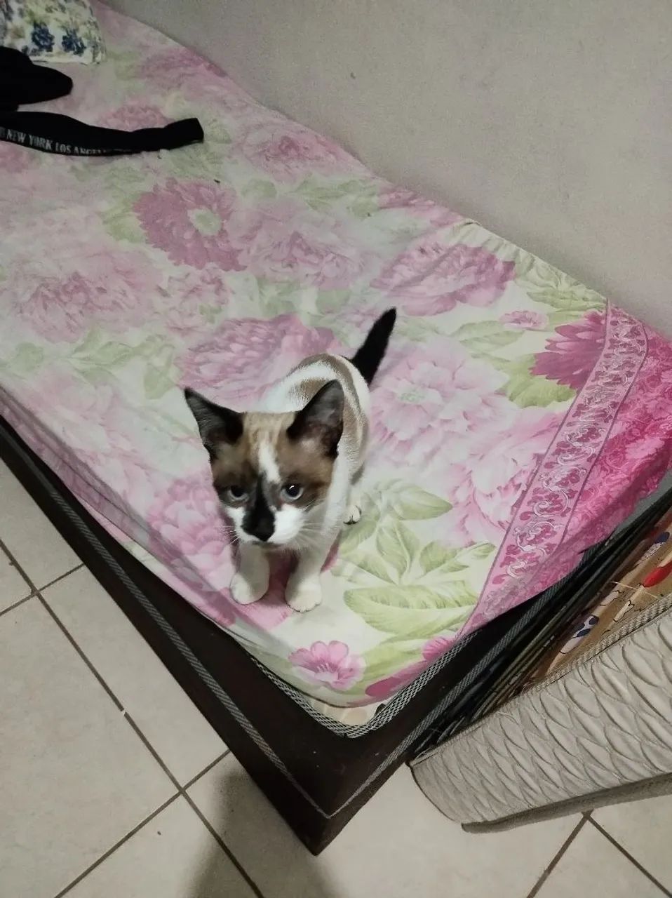 Gatinho macho 4 meses