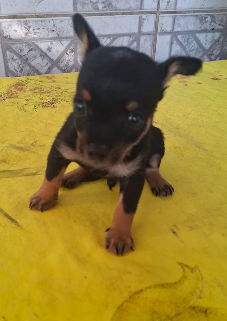 Cachorro  - Foto 2