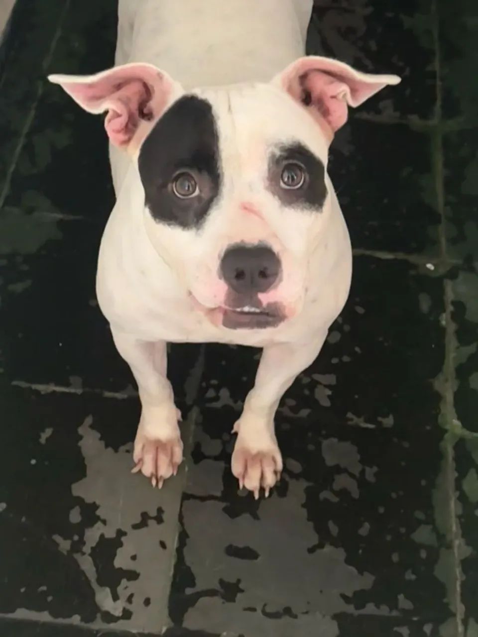 Adoção responsável de pet - Foto 3