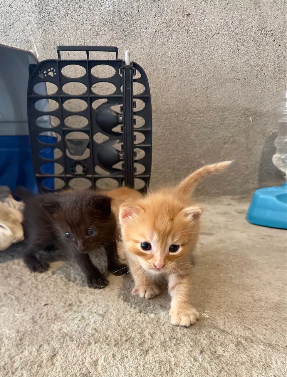 Gatos/adoção !!!  - Foto 5