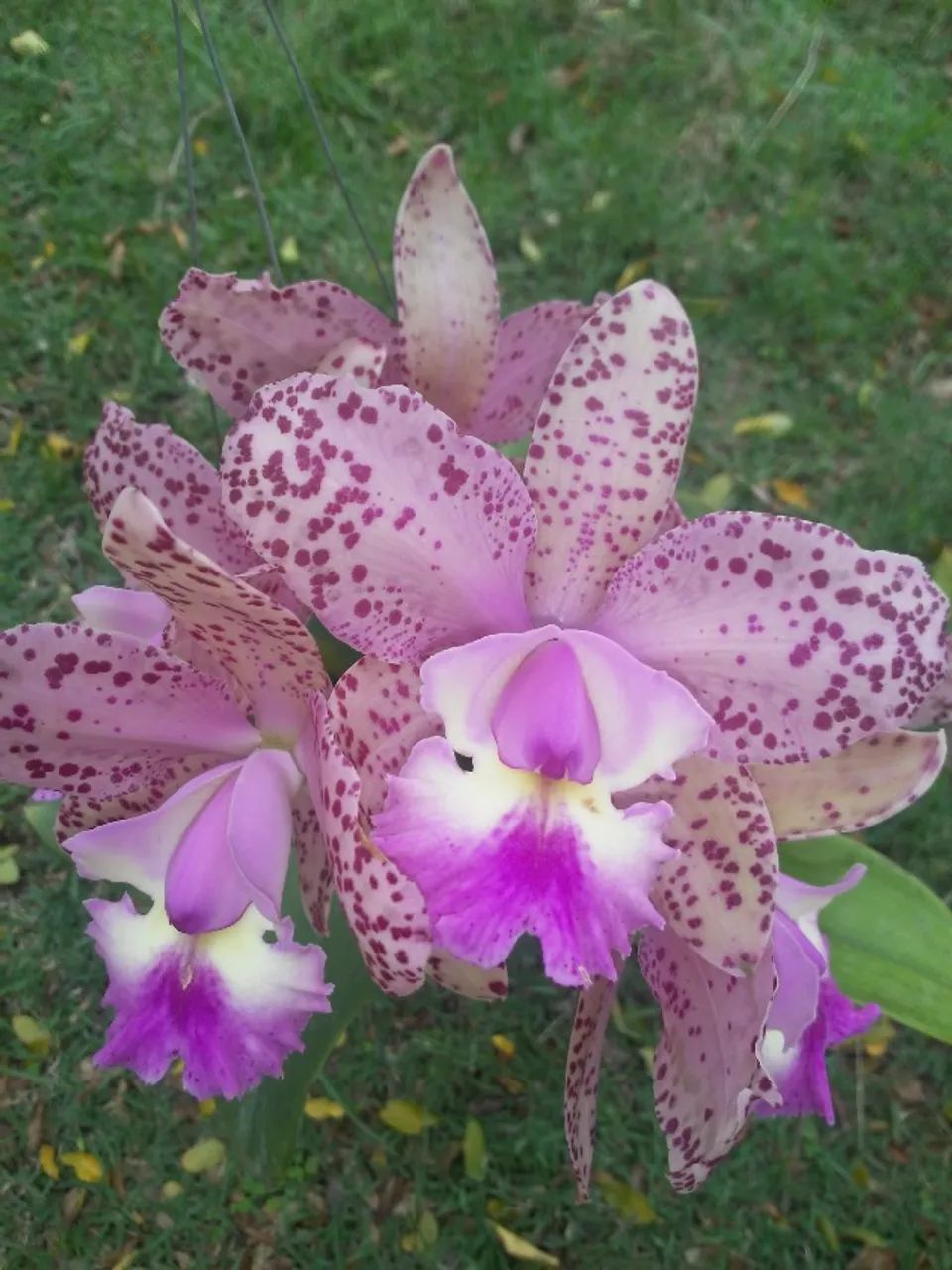 Orquídeas e Cachepot - Foto 4