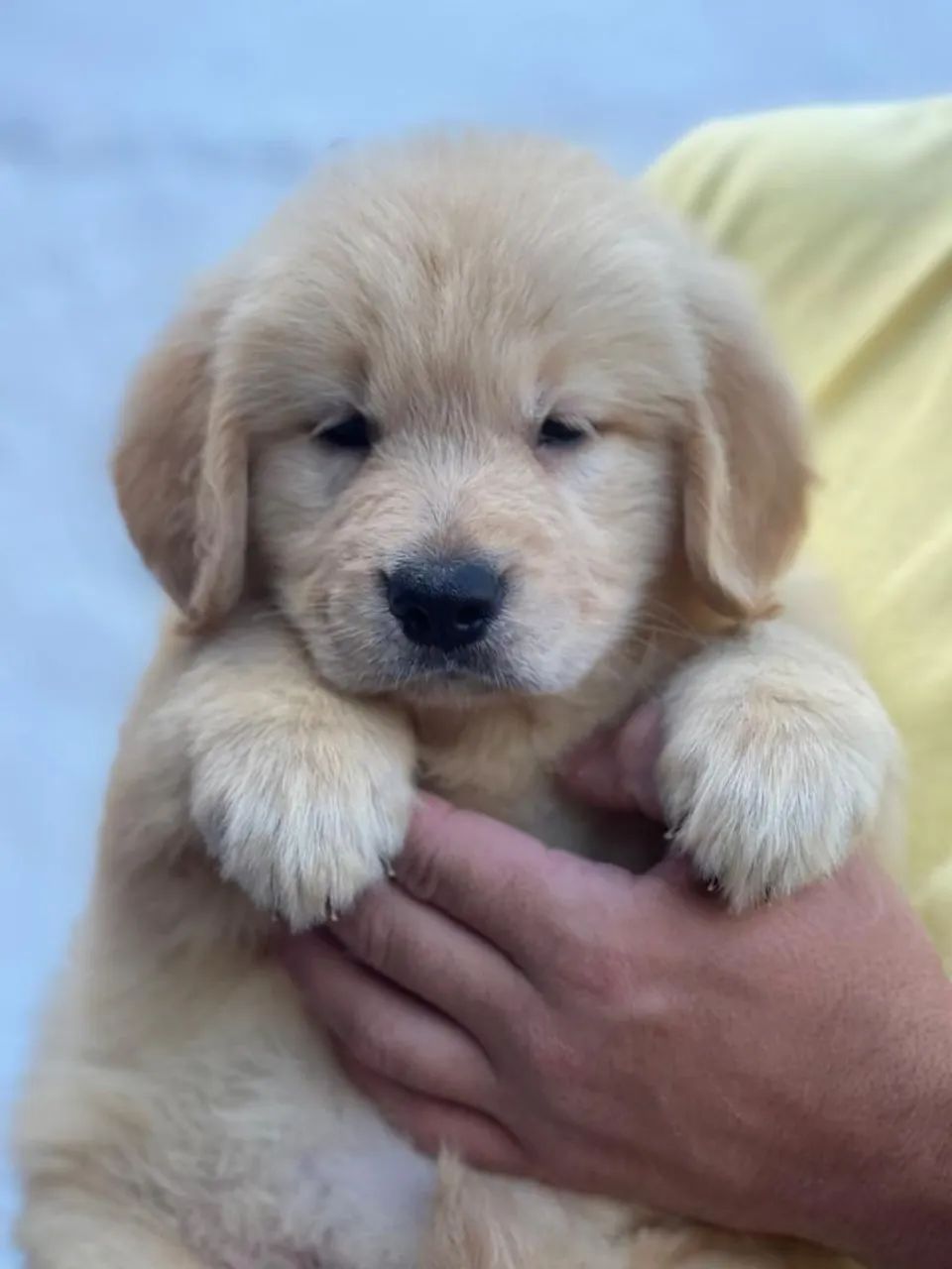 Filhote de Golden Retriever Macho com Pedigree  - Foto 5