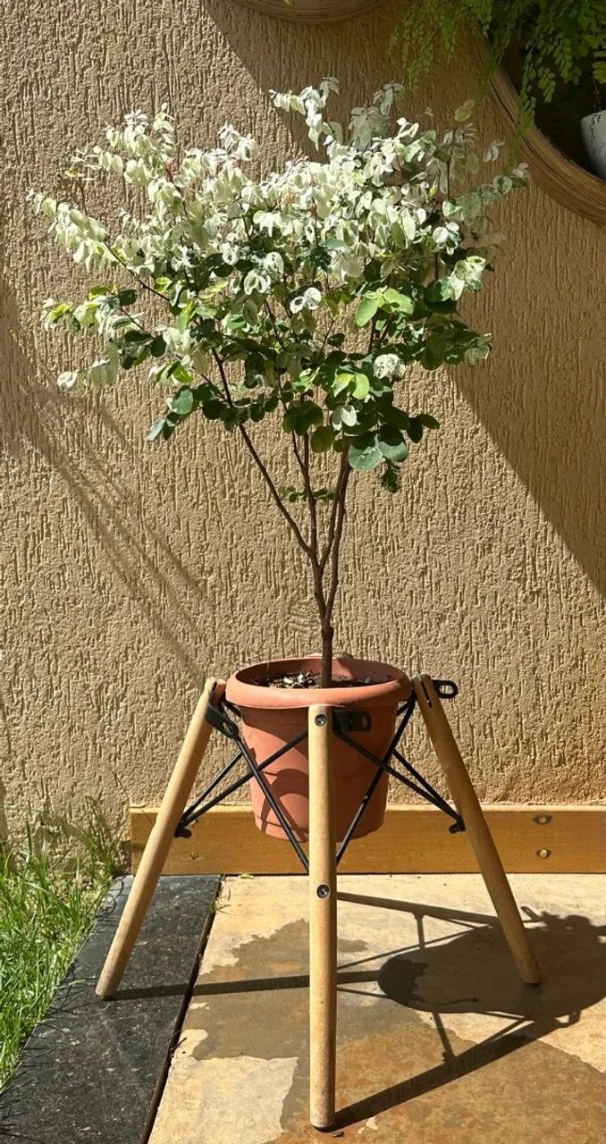 Mil Cores 82cm - Planta Ornamental de Folhagem Escura