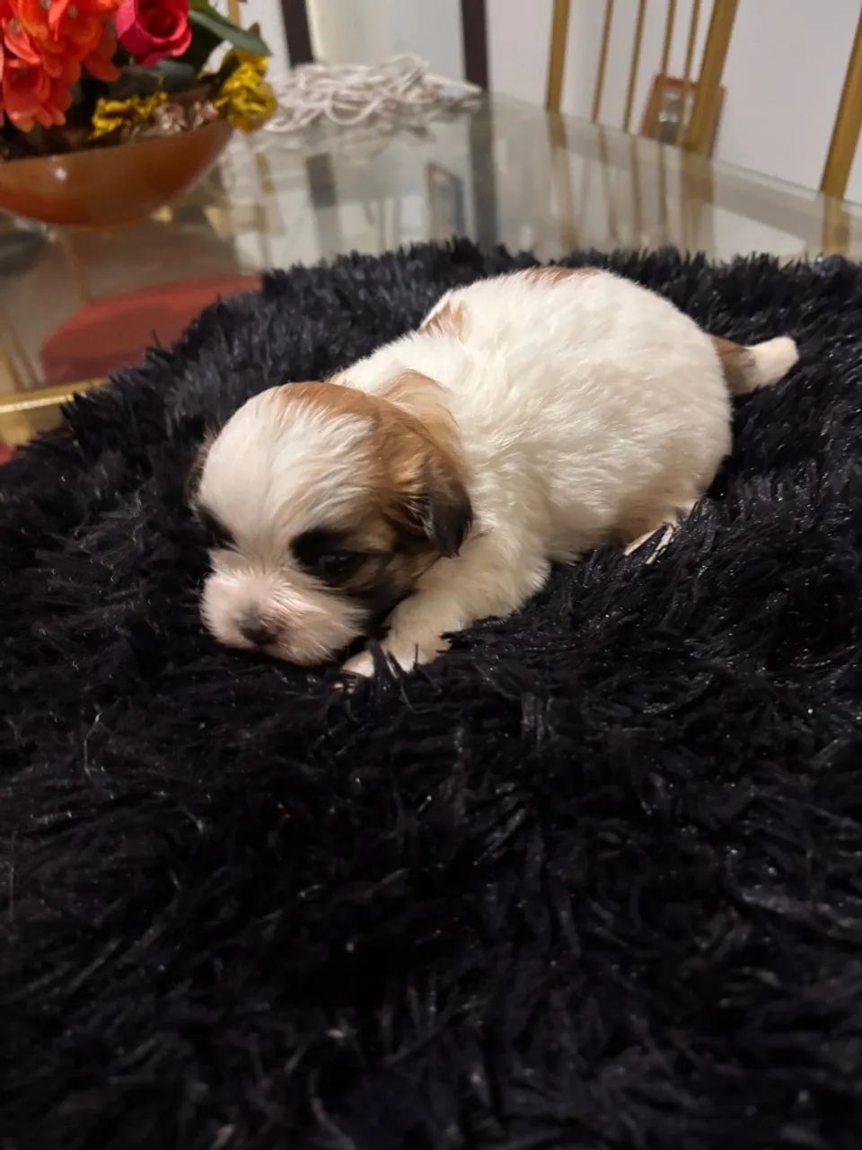 Linda Lhasa APSO  - Foto 2