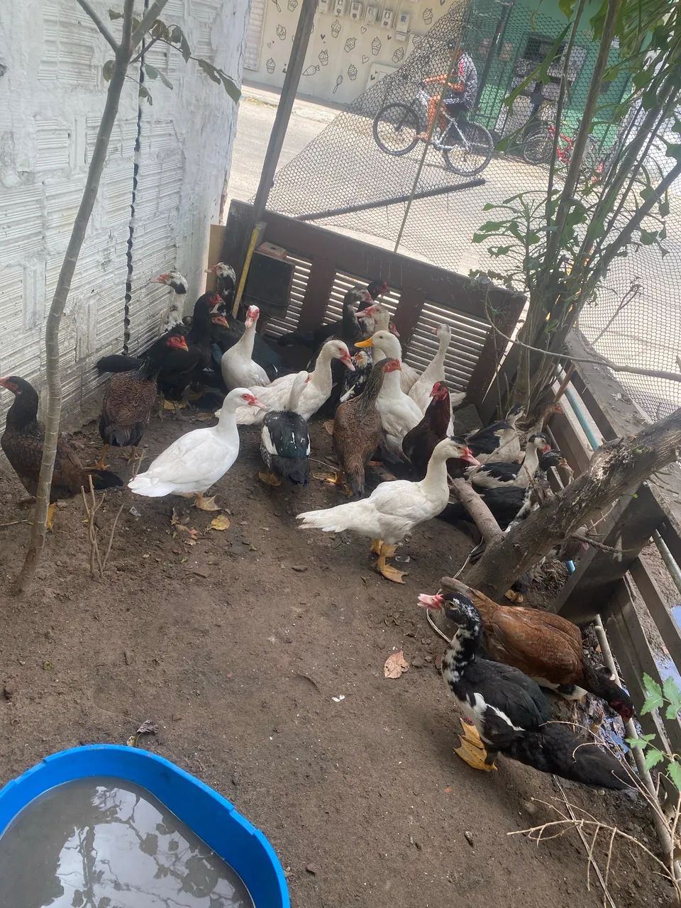 Patos e galinha - Foto 4