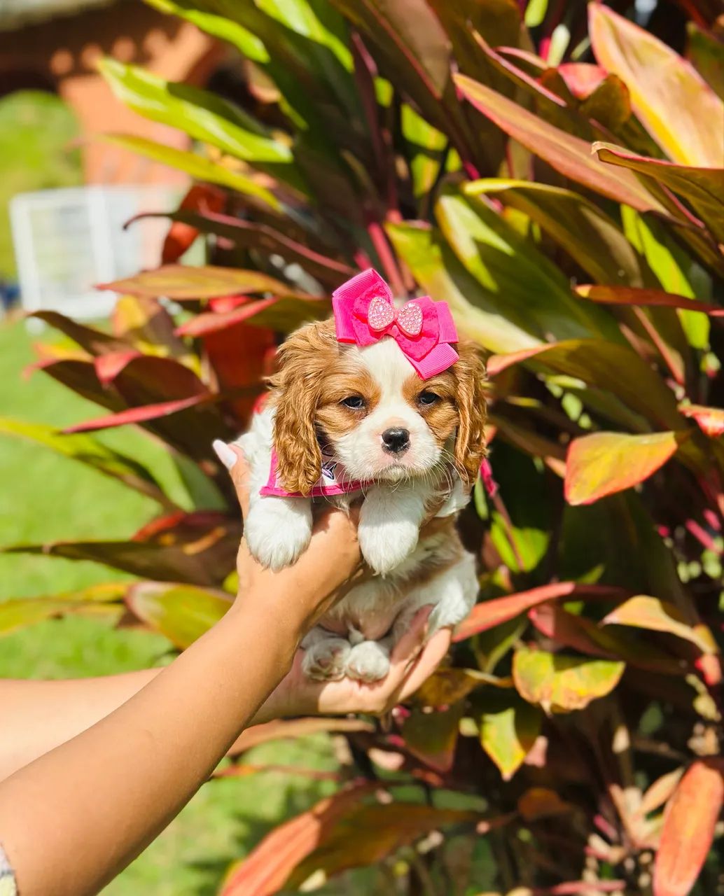 Cavalier king macho e fêmea a pronta entrega  - Foto 2
