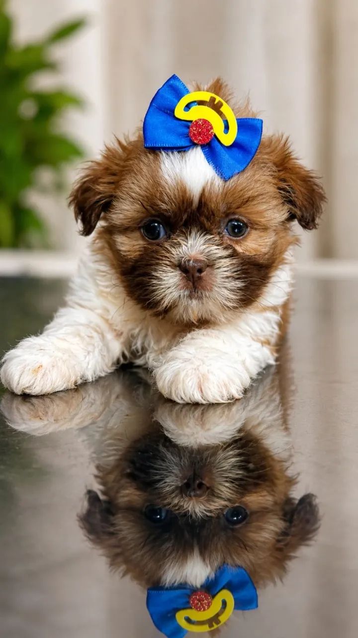 shih tzu com garantia e procedencia 