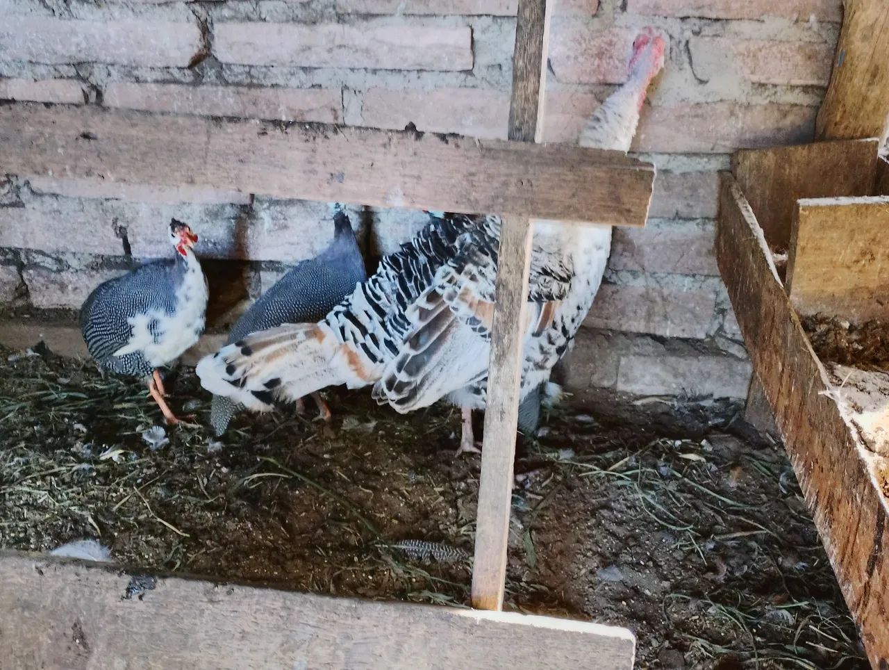 Angolista e perus troco por galinhas poedeiras - Foto 2