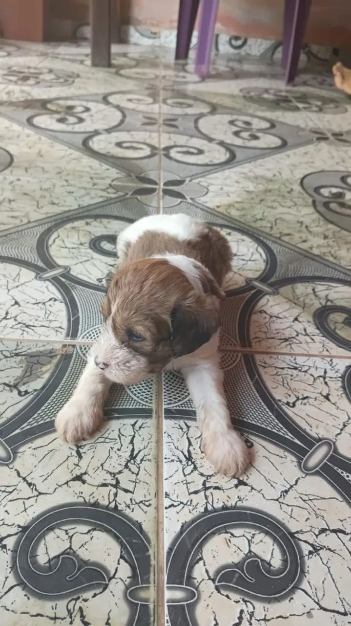 Cachorro poodle - Foto 3