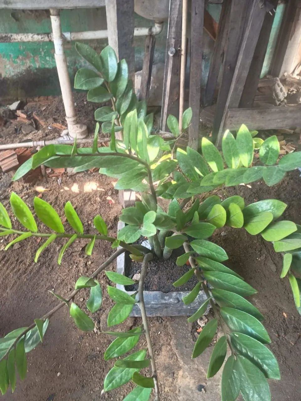 PLANTA DISPONÍVEL ? - Foto 3