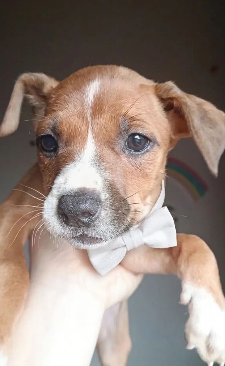 Cachorro  - Foto 4