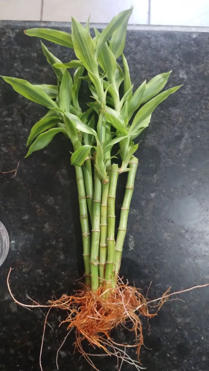 5 Mudas de Bambu da sorte