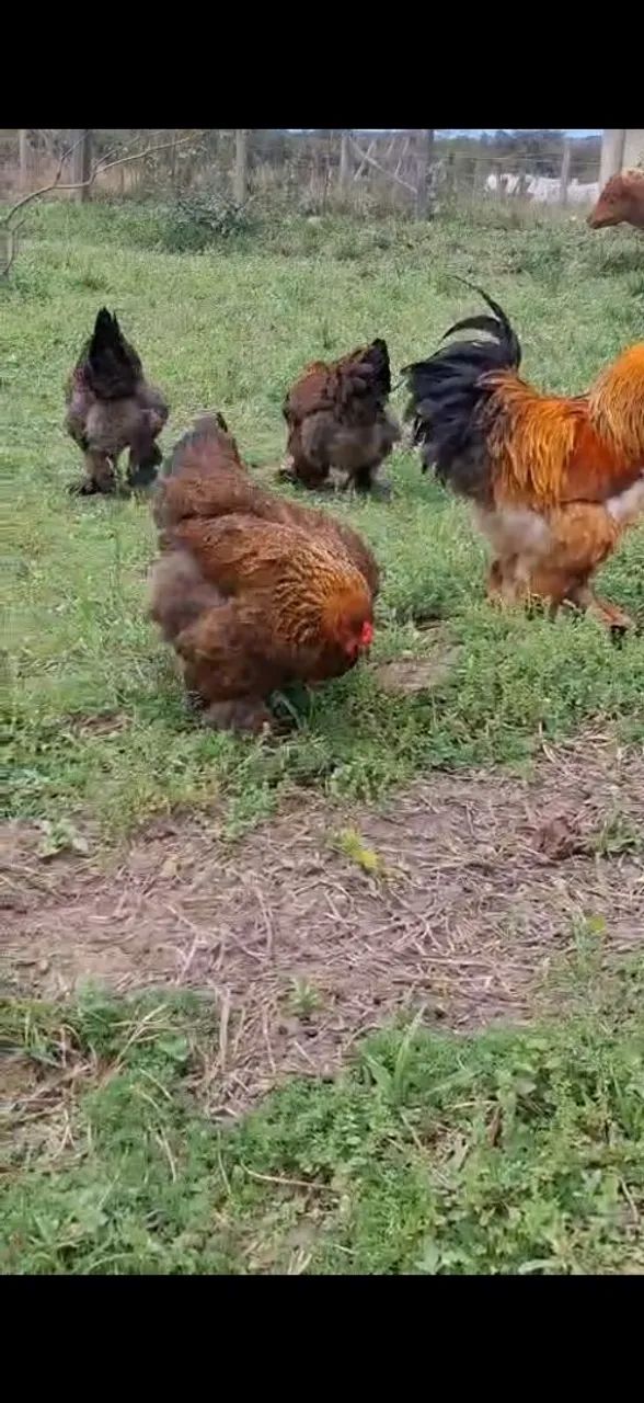 Ovos férteis de Brahma 