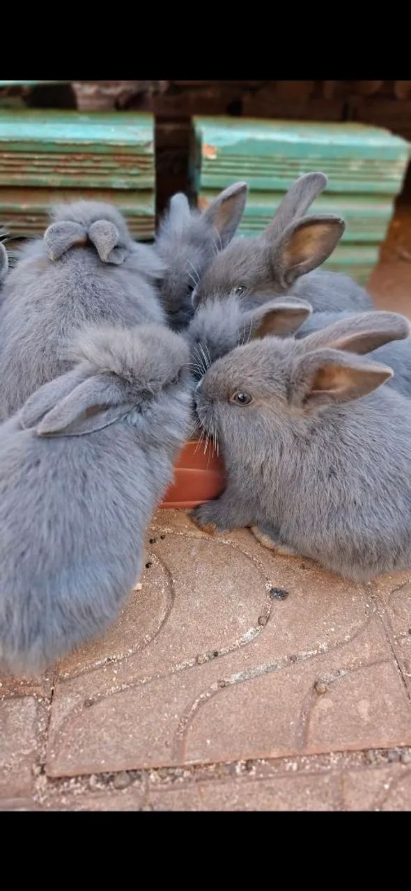 Coelhos - Foto 5