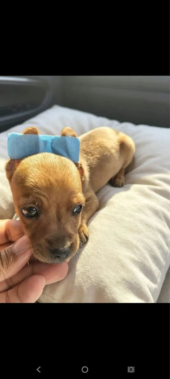 Pinscher mini disponível 