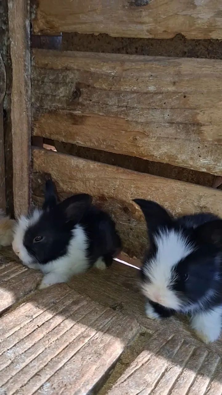 Coelhos Lion  - Foto 2