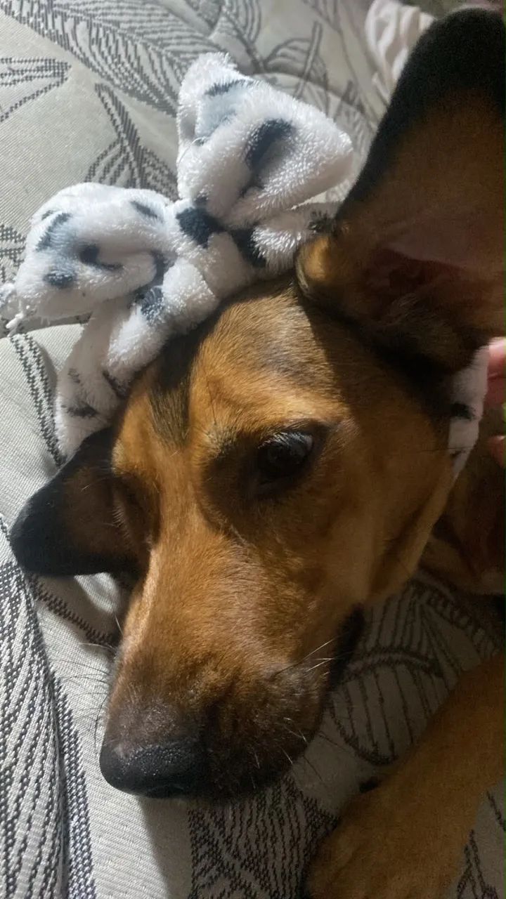 cachorra para doação  - Foto 2