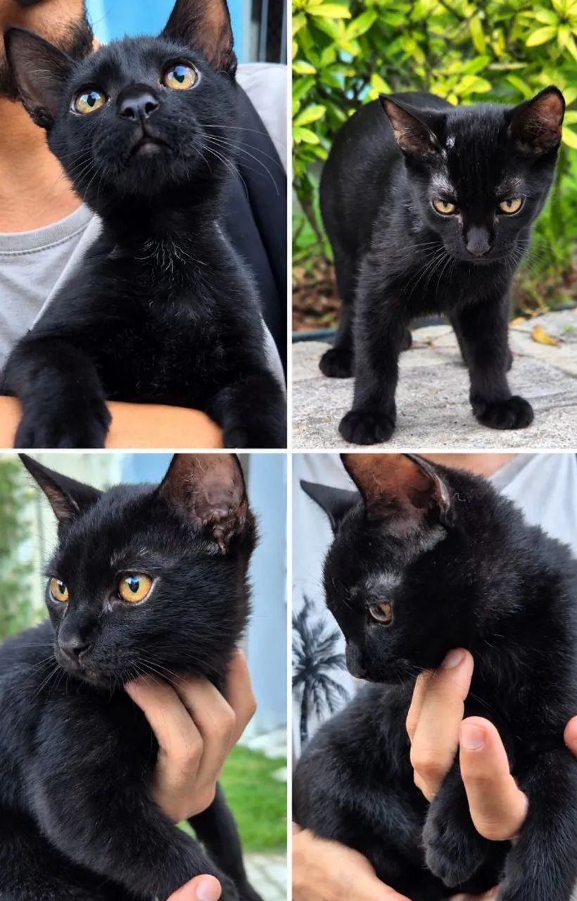 Gatinho para doação responsável