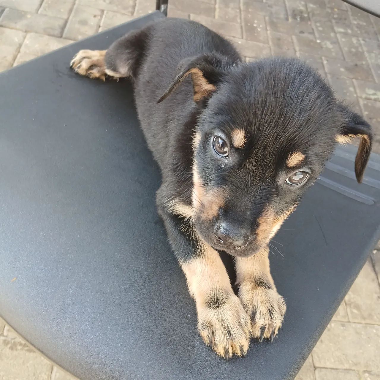 Cachorro pra vender - Foto 3