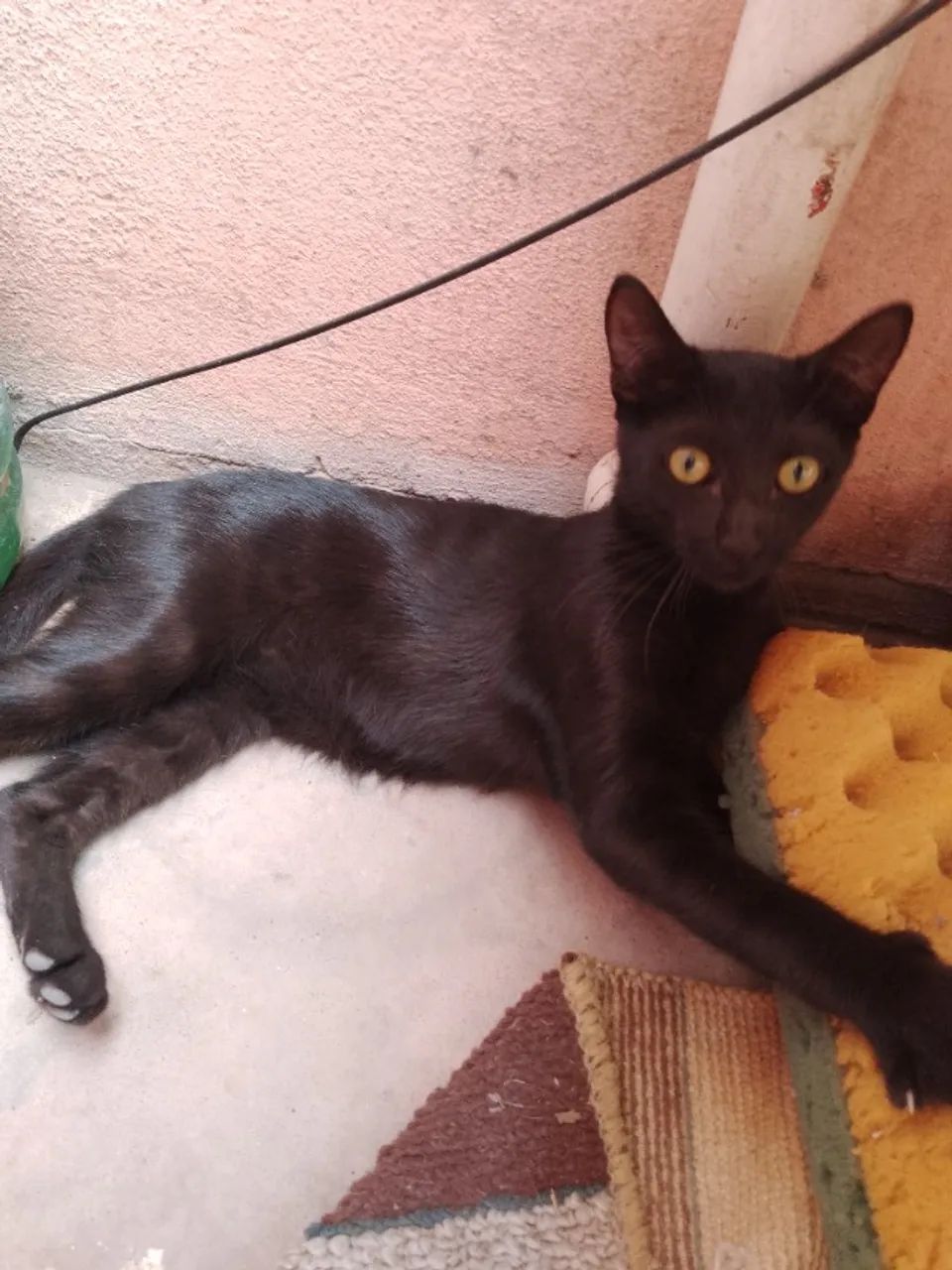 Gatos filhotes (gatinhas fêmeas de 5 meses) sendo uma Escaminha três cores e uma Pretinha - Foto 2