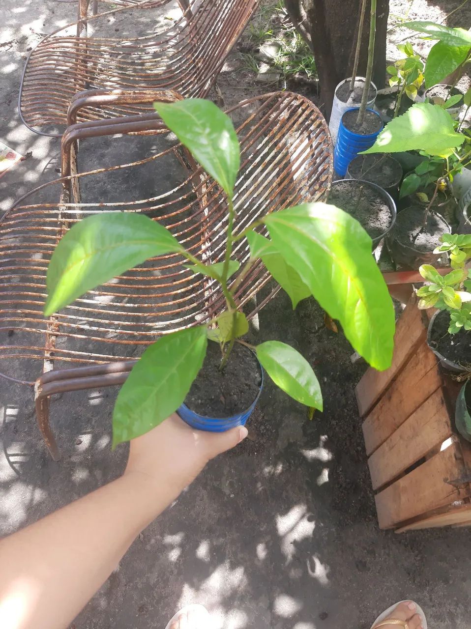 Mudas de Maracujá Lindas  - Foto 4
