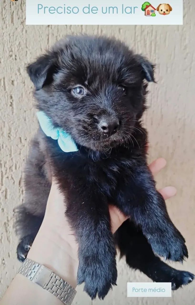Filhote chow chow - Foto 3