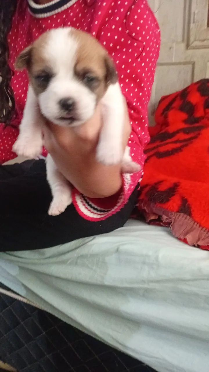 Cachorro - Foto 2