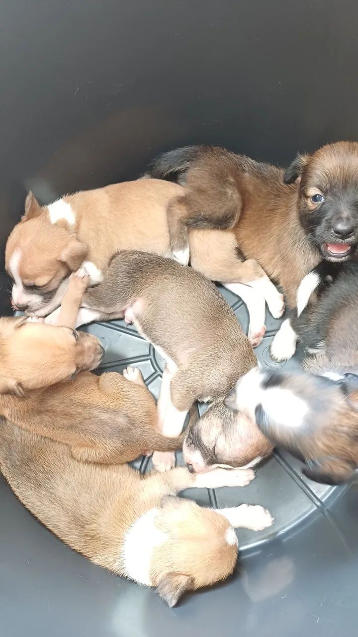 Doação filhote de cachorro ?  - Foto 2