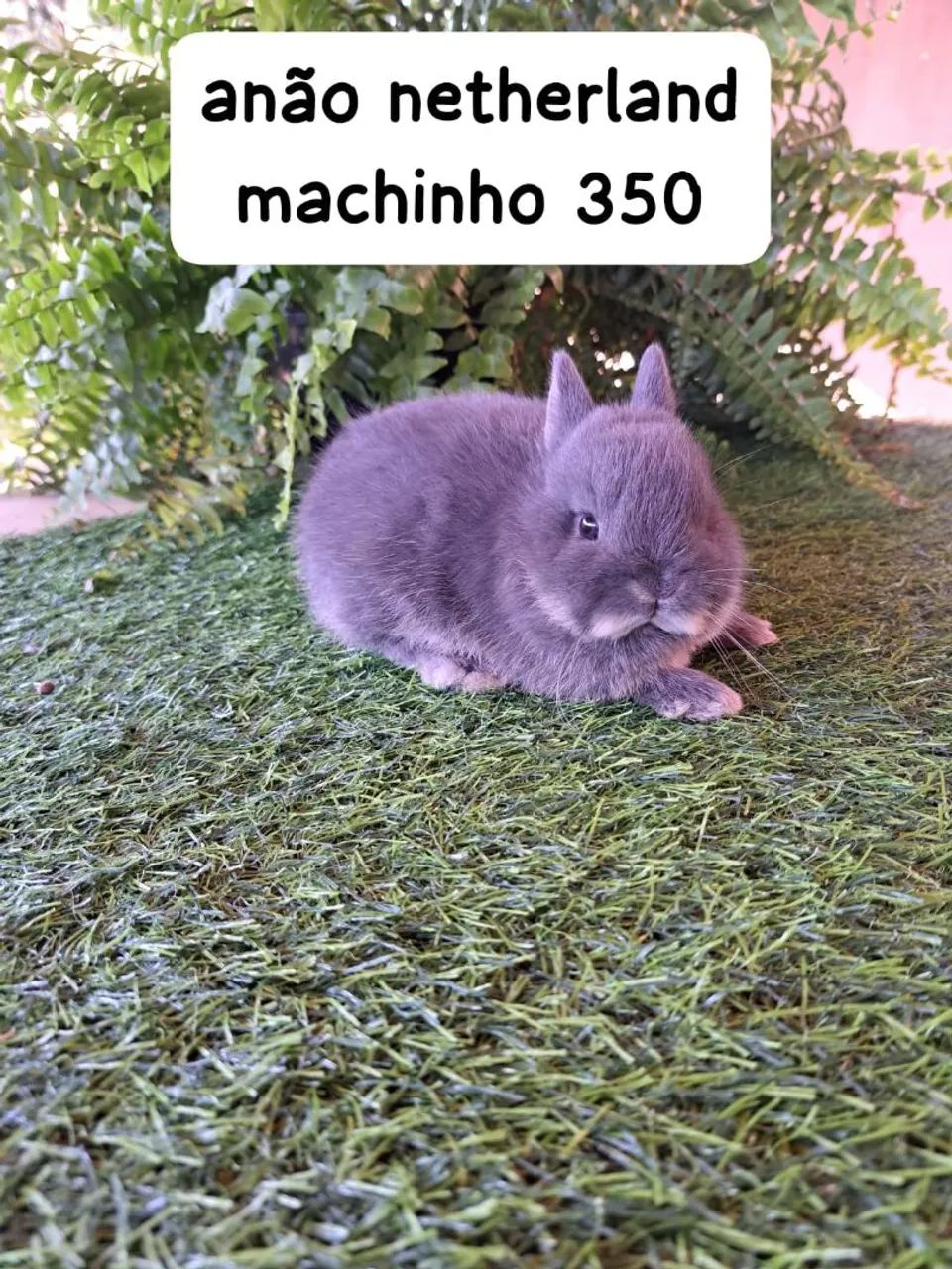 mini coelhos disponíveis  - Foto 3