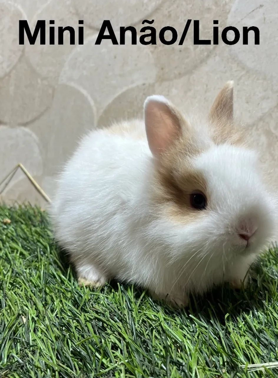 Mini coelhos  - Foto 4