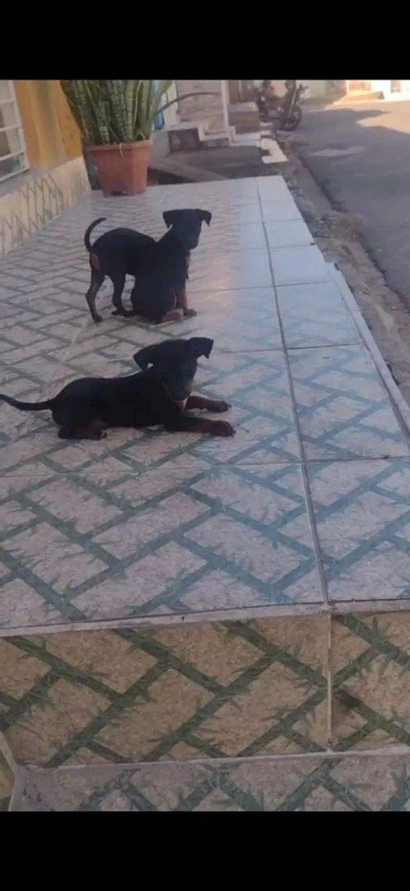 Pinscher - Foto 3