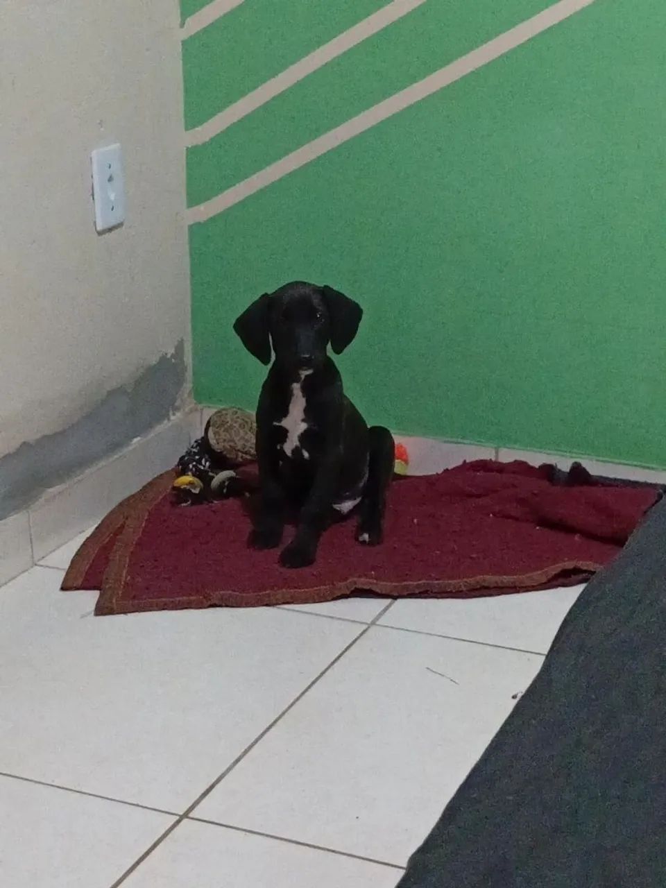 Estou doando
