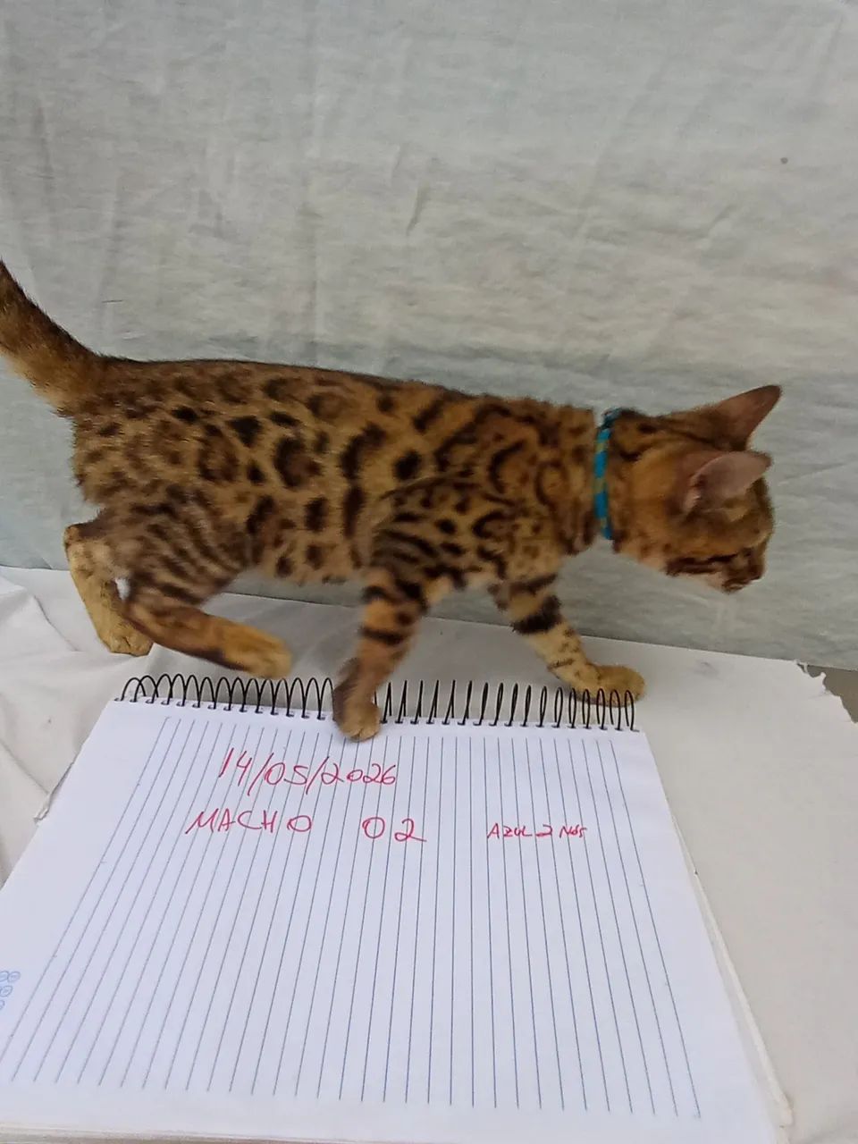 Filhotes Gato Bengal Lindas Rosetas DoNuts c/ Garantia e Pedigree DNA 100 % Bengal    - Foto 5