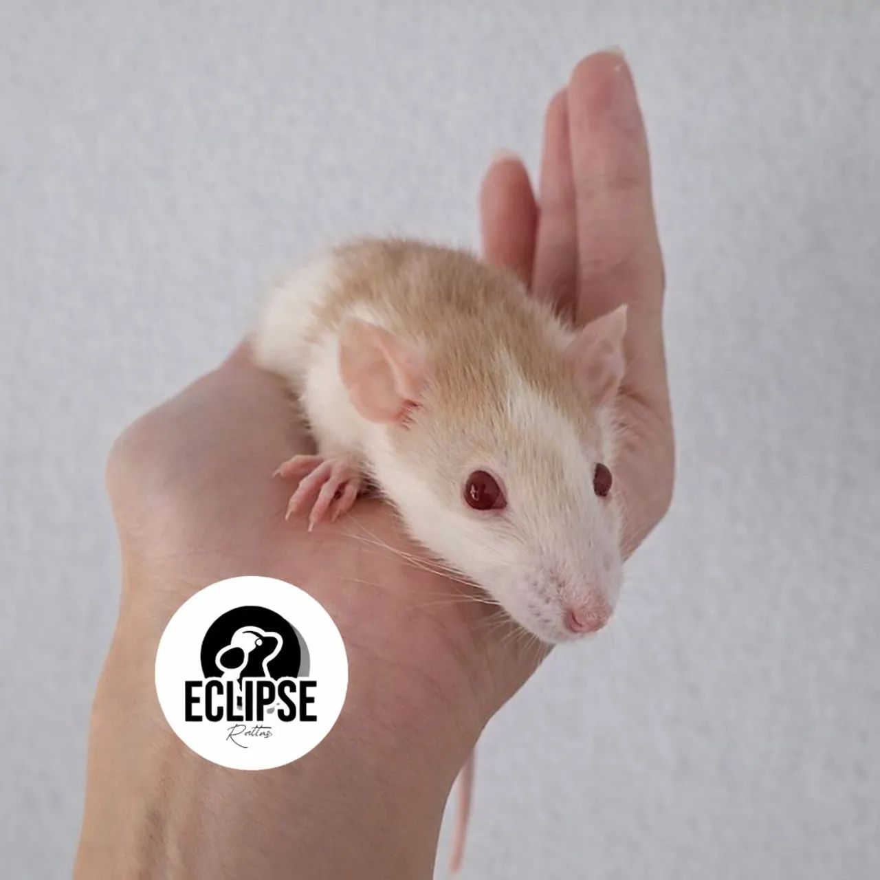 Filhotes de Rato Twister - Saudáveis e Dóceis