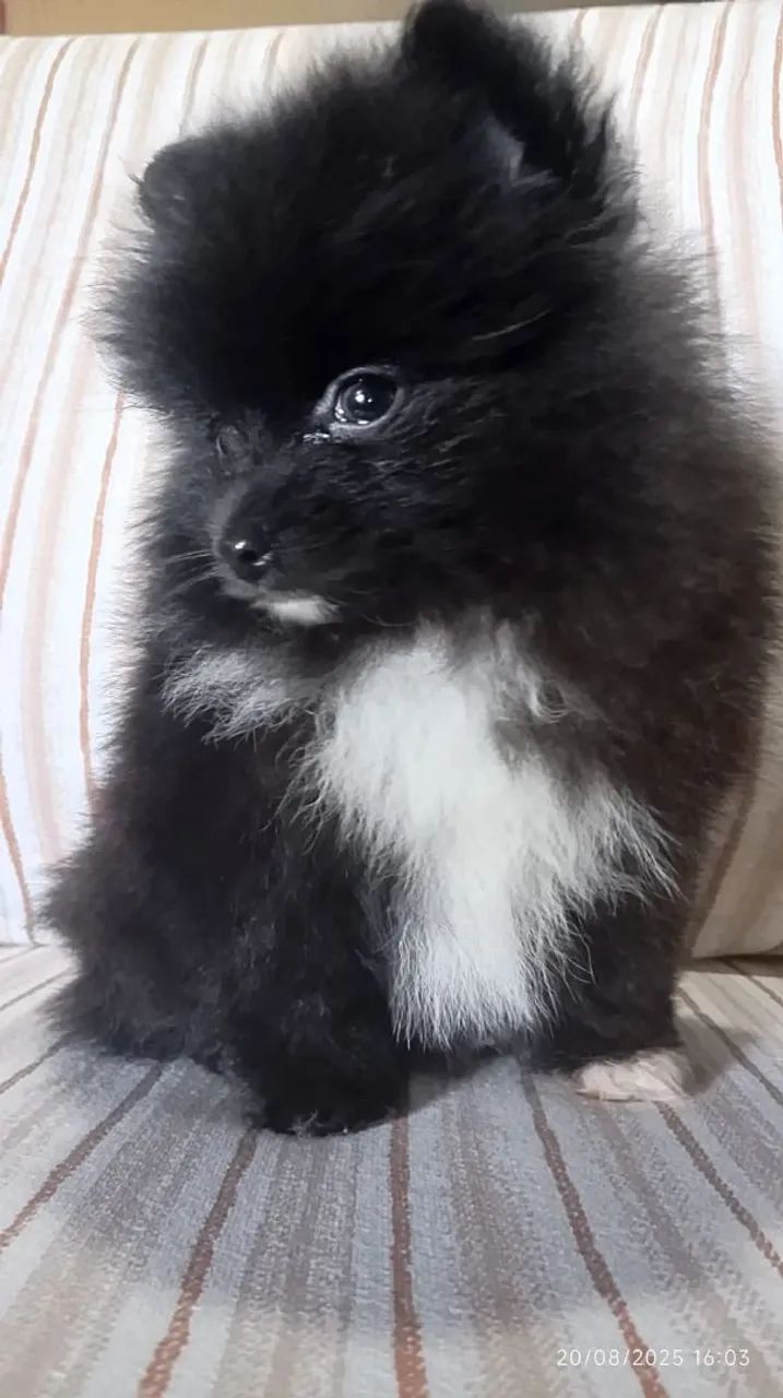 Lindo filhotes de Spitz Alemão Anão  - Foto 2